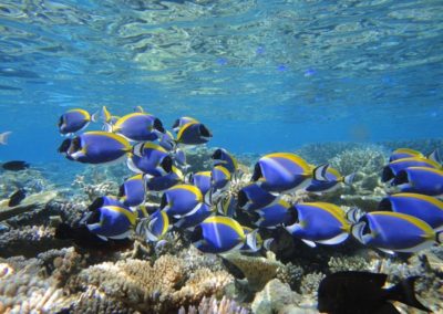 Perfect snorkelling