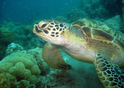 Snorkel with turtles