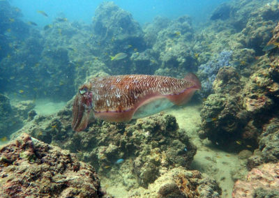 Perfect snorkelling