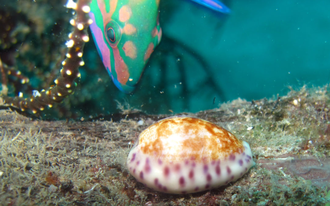 Snorkelling Boat Trips