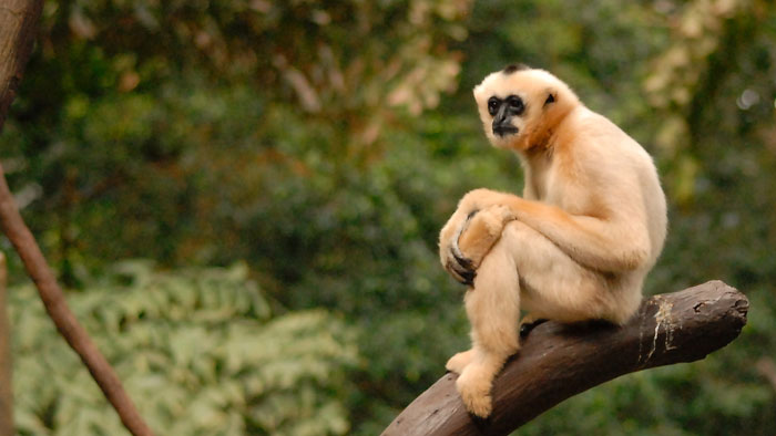 Phuket Gibbon Sanctuary