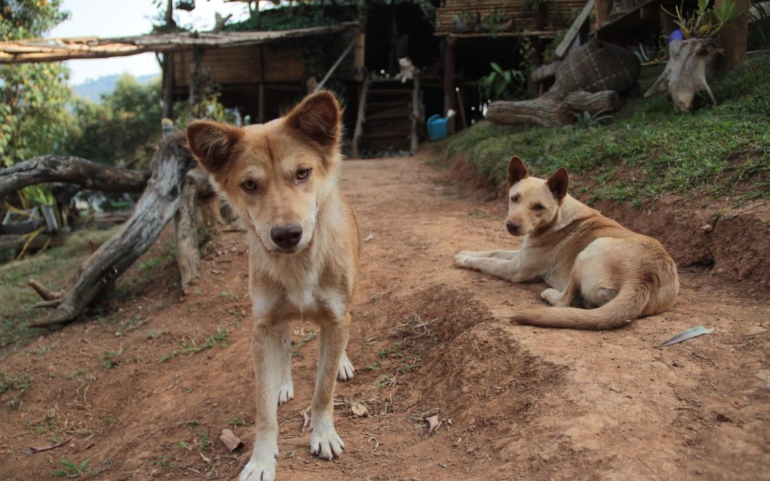 Street Dogs in Phuket