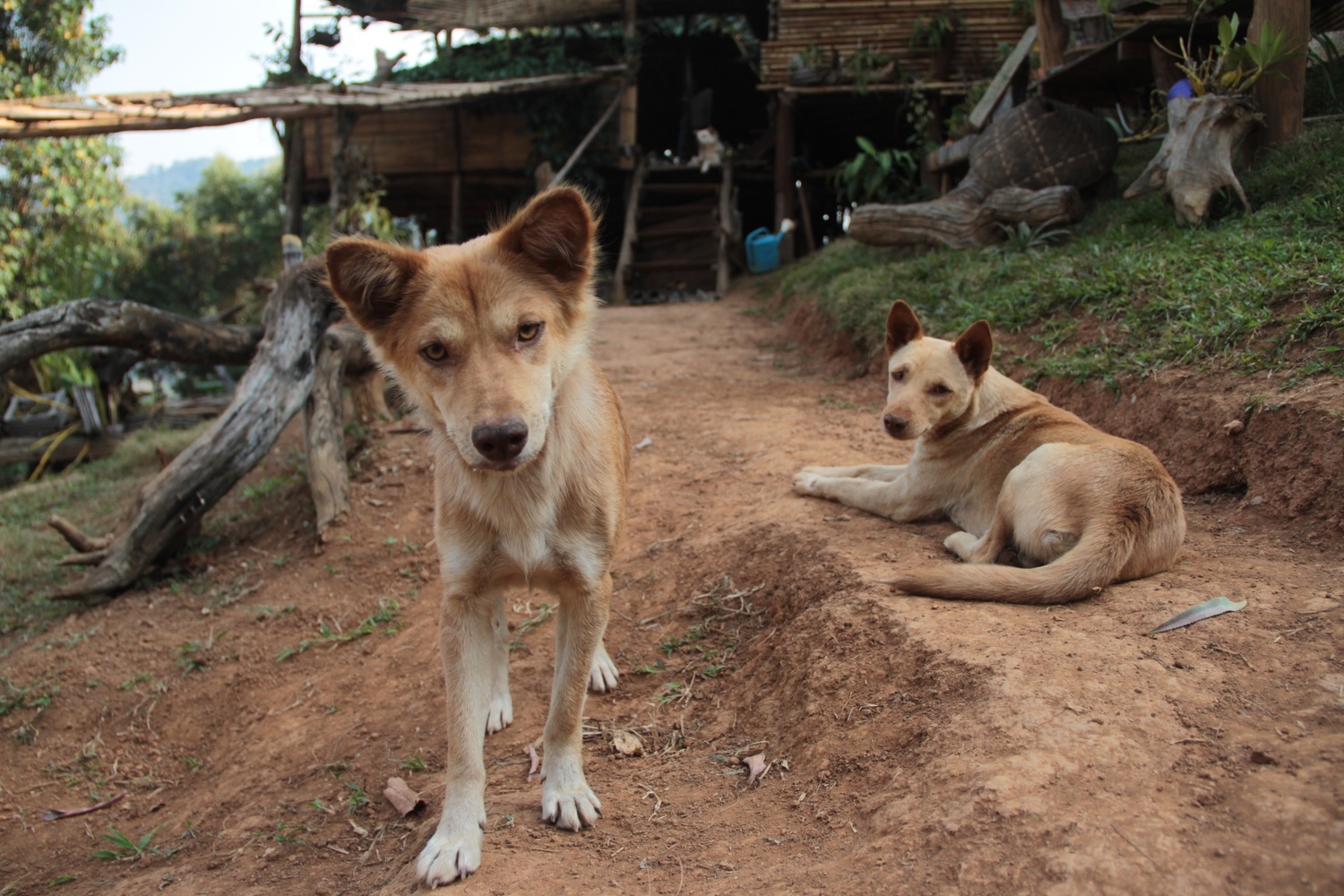 Thai store street dog