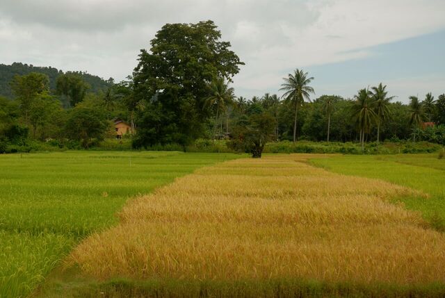 Get Back to Nature in Phuket